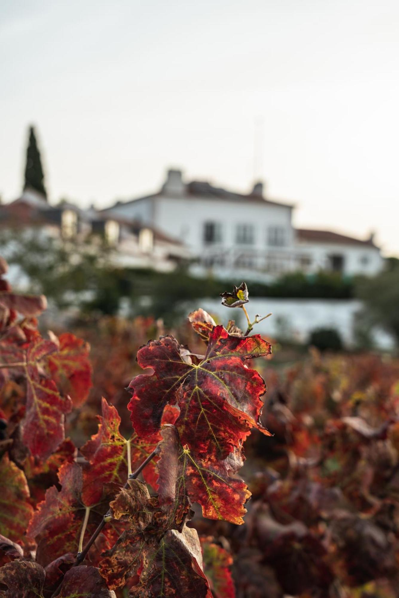 Hotel Casa Palmela - Small Luxury Hotels Of The World, Hotel & Villas Сетубал Экстерьер фото